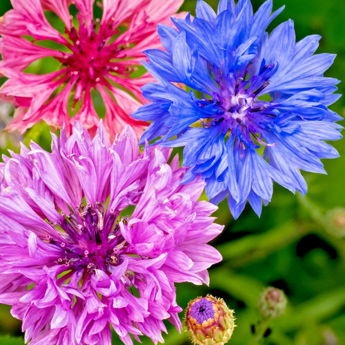1400x double cornflower - 1400x,