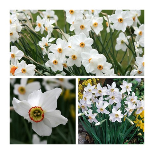 Daffodil pheasant eye - daffodil,